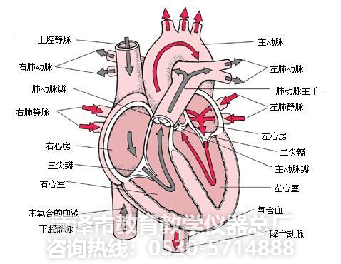 教學(xué)儀器--心臟解剖模型(圖1)